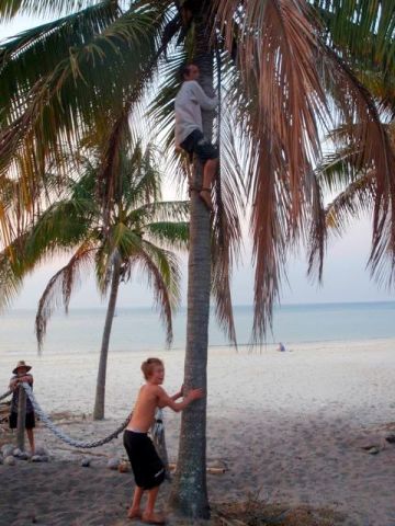 sm2 climbing coconuts